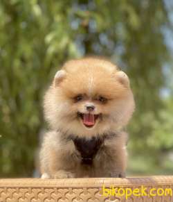 Pomeranian Boo Ayı Surat Yavrularımız 1