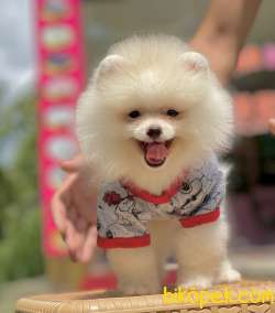 Pomeranian Boo Ayı Surat Yavrularımız 2
