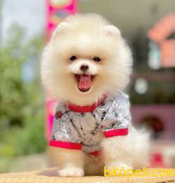 Pomeranian Boo Ayı Surat Yavrularımız 1