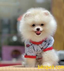Pomeranian Boo Ayı Surat Yavrularımız 3