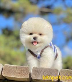 Pomeranian Boo Ayı Surat Yavrularımız 4