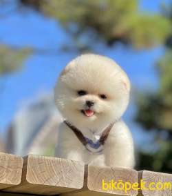 Pomeranian Boo Ayı Surat Yavrularımız 2