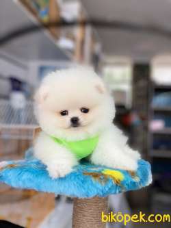 Pomeranian Boo Ayıcık 3