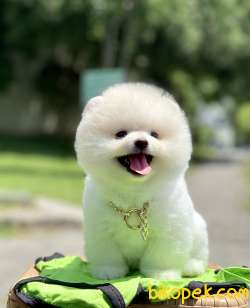 Pomeranian Boo Ayicik Kar Beyaz Yavrularımız 2