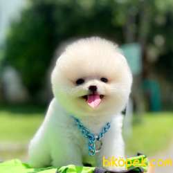 Pomeranian Boo Ayicik Kar Beyaz Yavrularımız 5