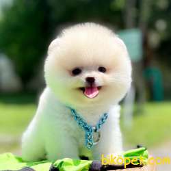 Pomeranian Boo Ayicik Kar Beyaz Yavrularımız 1