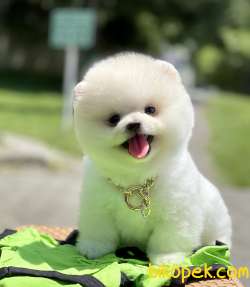 Pomeranian Boo Ayicik Kar Beyaz Yavrularımız 3