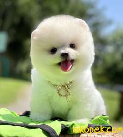 Pomeranian Boo Ayicik Kar Beyaz Yavrularımız 4