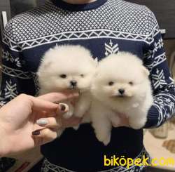 Pomeranian Boo Ayicik Minik Yavrular 4