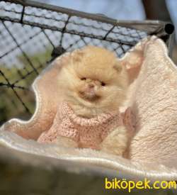 Pomeranian Boo Ayicik Surat Safkan Yavrularımız 5