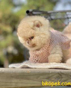 Pomeranian Boo Ayicik Surat Safkan Yavrularımız 2