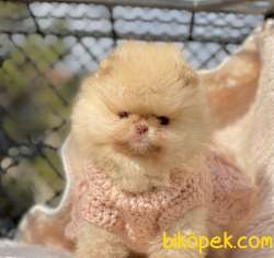 Pomeranian Boo Ayicik Surat Safkan Yavrularımız 1