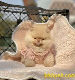 Pomeranian Boo Ayicik Surat Safkan Yavrularımız 4