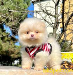 Pomeranian Boo Ayicik Surat Secereli Yavrularımız 2