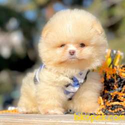 Pomeranian Boo Ayicik Surat Secereli Yavrularımız 3