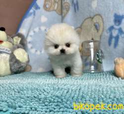 Pomeranian Boo Ayicik Surat Teacup Boo Tipi Yavrumuz 3