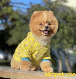 Pomeranian Boo Ayicik Surat Yapısına Sahip Asilari Tam Tuvalet Eg 3
