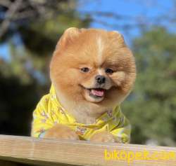 Pomeranian Boo Ayicik Surat Yapısına Sahip Asilari Tam Tuvalet Eg 2