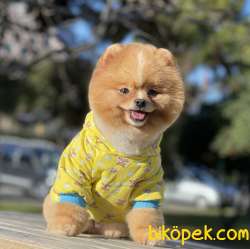 Pomeranian Boo Ayicik Surat Yapısına Sahip Asilari Tam Tuvalet Eg 1