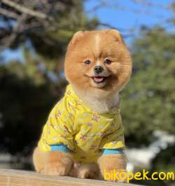 Pomeranian Boo Ayicik Surat Yapısına Sahip Asilari Tam Tuvalet Eg 5