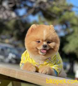 Pomeranian Boo Ayicik Surat Yapısına Sahip Asilari Tam Tuvalet Eg 4