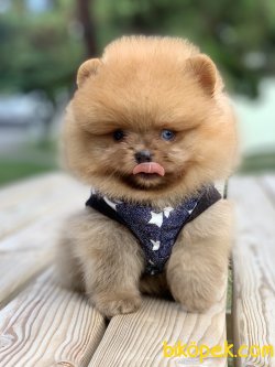 Pomeranian Boo Ayicik Surat Yavrularımız 4