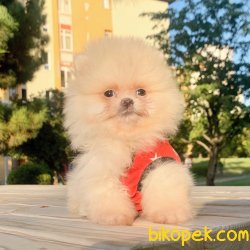 Pomeranian Boo Ayicik Surat Yavrularımız 2