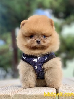 Pomeranian Boo Ayicik Surat Yavrularımız 3