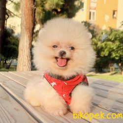 Pomeranian Boo Ayicik Surat Yavrularımız 1
