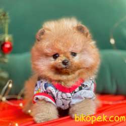 Pomeranian Boo Ayicik Surat Yavrularımız 1