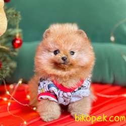 Pomeranian Boo Ayicik Surat Yavrularımız 3