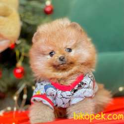 Pomeranian Boo Ayicik Surat Yavrularımız 2
