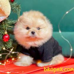 Pomeranian Boo Ayicik Surat Yavrularımız 5