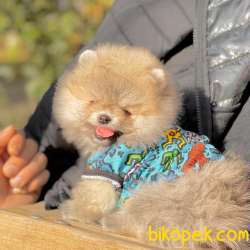 Ayicik Surat Pomeranian Boo Yavrularımız 2