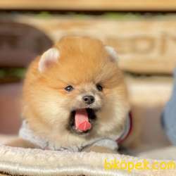 Ayicik Surat Pomeranian Boo Yavrularımız 1