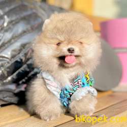 Ayicik Surat Pomeranian Boo Yavrularımız 3