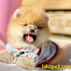 Ayicik Surat Pomeranian Boo Yavrularımız 4
