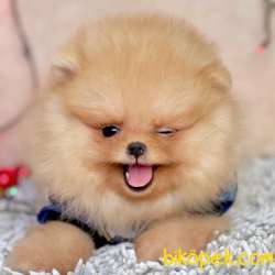 Pomeranian Boo Ayicik Surat Yavrularımız 4