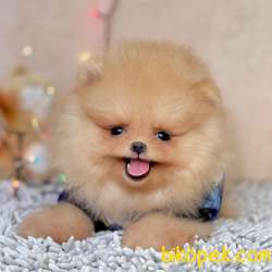 Pomeranian Boo Ayicik Surat Yavrularımız 2