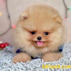 Pomeranian Boo Ayicik Surat Yavrularımız 1
