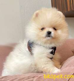 Pomeranian Boo Ayicik Surat Yavrularımız 3