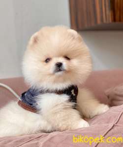 Pomeranian Boo Ayicik Surat Yavrularımız 2