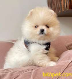 Pomeranian Boo Ayicik Surat Yavrularımız 4