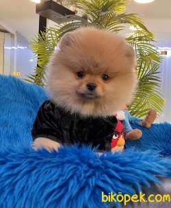 Pomeranian Boo Ayicik Surat Yavrularımız 1