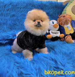Pomeranian Boo Ayicik Surat Yavrularımız 5