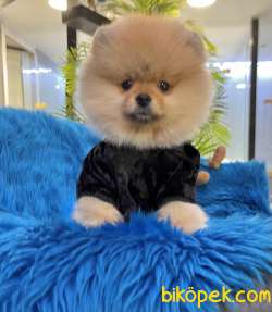 Pomeranian Boo Ayicik Surat Yavrularımız 2