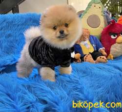Pomeranian Boo Ayicik Surat Yavrularımız 3