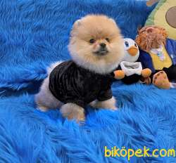 Pomeranian Boo Ayicik Surat Yavrularımız 4