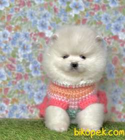 Pomeranian Boo Ayicik Surat Yavrularımız 2