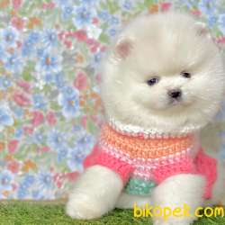 Pomeranian Boo Ayicik Surat Yavrularımız 3